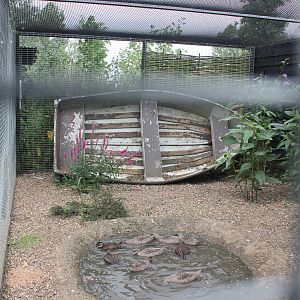 Ducklings August 2013