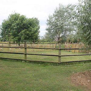 Anoa paddock August 2013