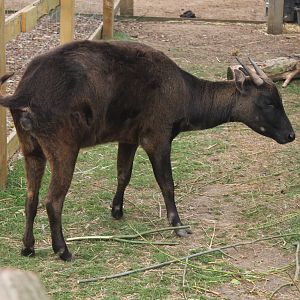 Lowland Anoa August 2013
