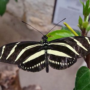 Heliconius charitone