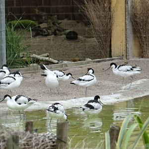 Recurvirostra avocetta