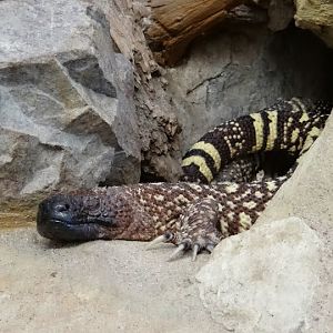 Heloderma horridum exasperatum