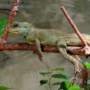 Physignatus cocincinus