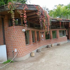 Pavilion of Macropus rufogriseus