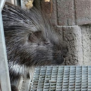 Hystrix cristata