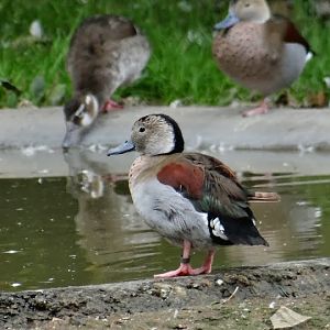 Callonetta leucophrys