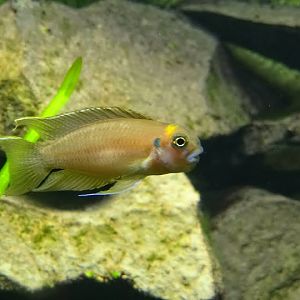Neolamprologus brichardi