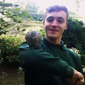 Shane Sansome  Collared Dove