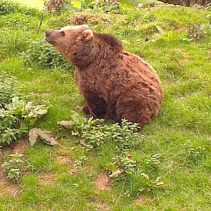 european brown bear 210913