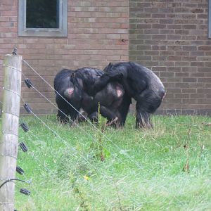 chimpanzee 'group hug' 210913
