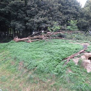 lynx enclosure 210913