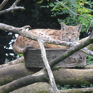 northern lynx 210913