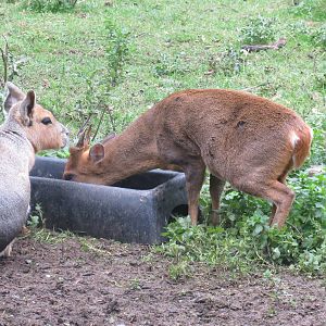mara and reeves' muntjac 210913