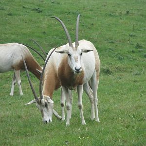scimitar-horned oryx 210913