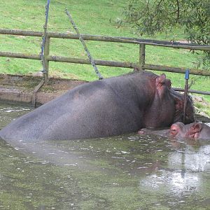 common hippopotamus 210913