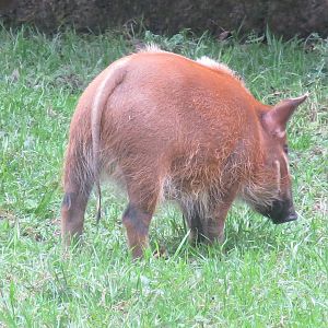 juvenile red river hog 210913