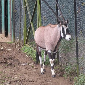 gemsbok 210913