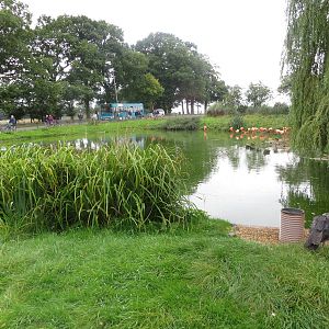 flamingo enclosure 210913