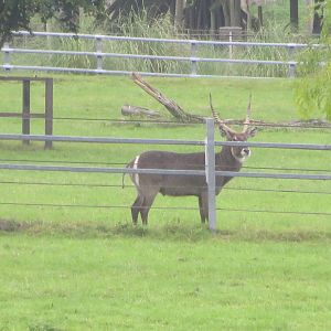 waterbuck 210913
