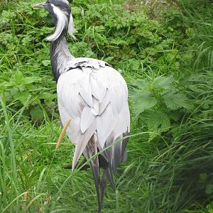 demoiselle crane 210913