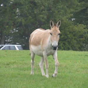 persian onager 210913
