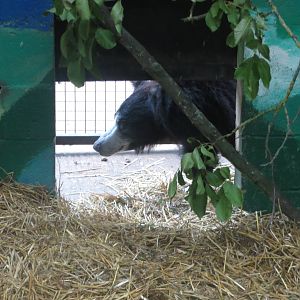 sloth bear 210913