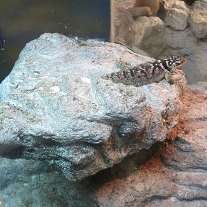 blue spiny lizard 210913