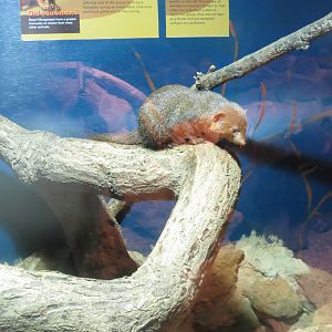 dwarf mongoose 210913