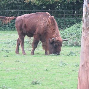 european bison 210913