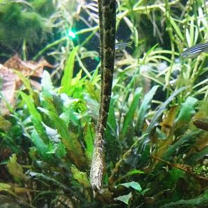 Tentacled Snake at Vienna, 16/06/13