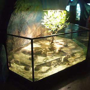 Horseshoe Crab Exhibit at Vienna, 16/06/13