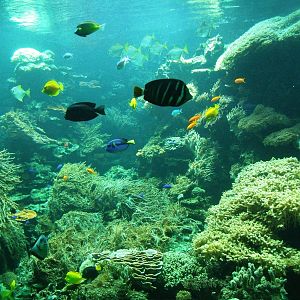 Reef Tank at Vienna, 16/06/13