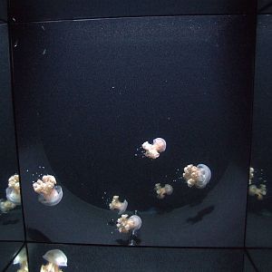 Spotted Jellyfish at Vienna, 16/06/13