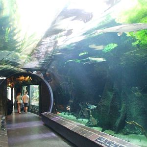 South American Tunnel at Vienna, 16/06/13