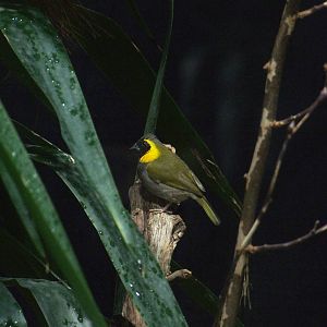Cuban Grassquit at Vienna, 16/06/13