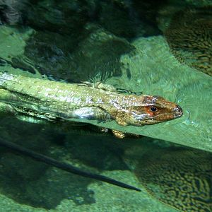 Northern Caiman Lizard at Vienna, 16/06/13