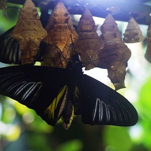 Birdwing at Vienna, 16/06/13