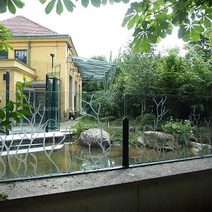 Giant Panda Exhibit at Vienna, 16/06/13