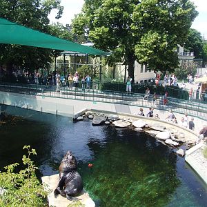 Sea Lion Pool at Vienna, 16/06/13
