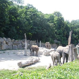 Elephant Paddock at Vienna, 16/06/13