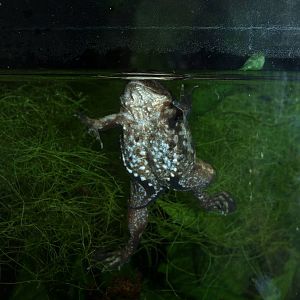 Puddle Frog at Vienna, 16/06/13