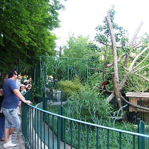 Red Panda Viewing at Vienna, 16/06/13
