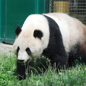 Giant Panda at Vienna, 16/06/13