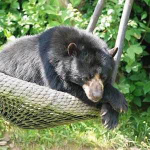 Spectacled Bear at Vienna, 16/06/13