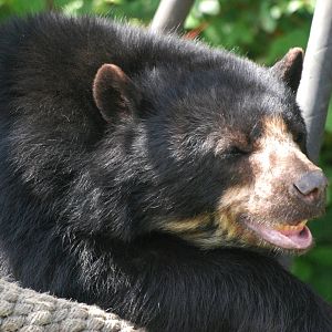Spectacled Bear at Vienna, 16/06/13