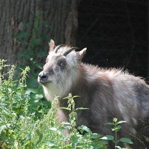 Japanese Serow at Vienna, 16/06/13