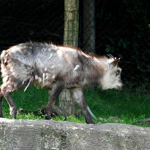 Japanese Serow at Vienna, 16/06/13