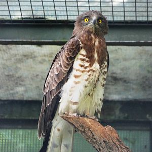 Short-toed Eagle at Vienna, 16/06/13