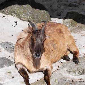 Himalayan Tahr at Vienna, 16/06/13