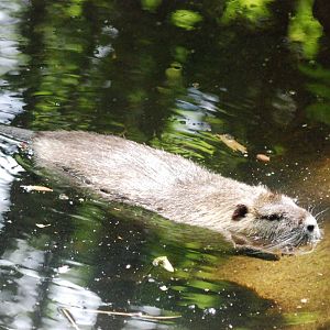 Coypu at Vienna, 16/06/13